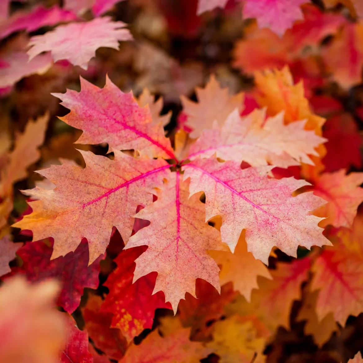 Chêne rouge d'Amérique - Feu rouge à l'automne