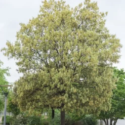 Chêne vert - L'arbre qui brave la sécheresse
