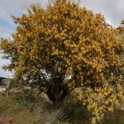 Chêne vert - L'arbre qui brave la sécheresse