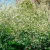 Chou nuage blanc - Crambe - Un nuage fleuri au jardin