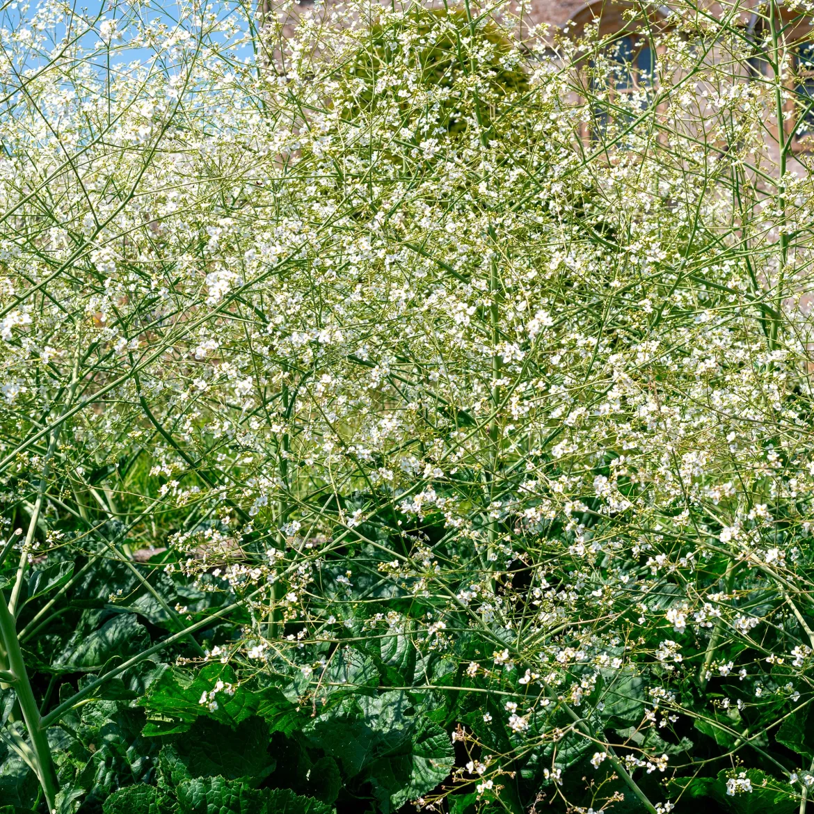Chou nuage blanc - Crambe - Un nuage fleuri au jardin