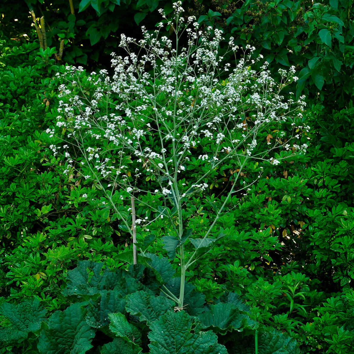 Chou nuage blanc - Crambe - Un nuage fleuri au jardin