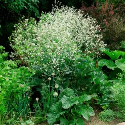 Chou nuage blanc - Crambe - Un nuage fleuri au jardin