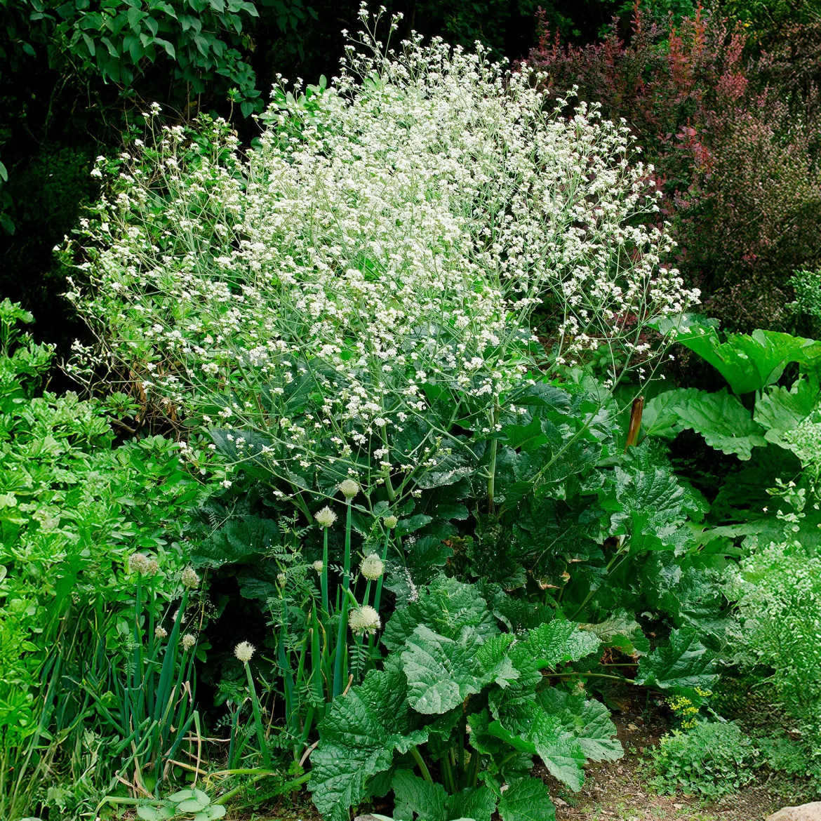 Chou nuage blanc - Crambe - Un nuage fleuri au jardin