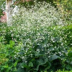 Chou nuage blanc - Crambe - Un nuage fleuri au jardin