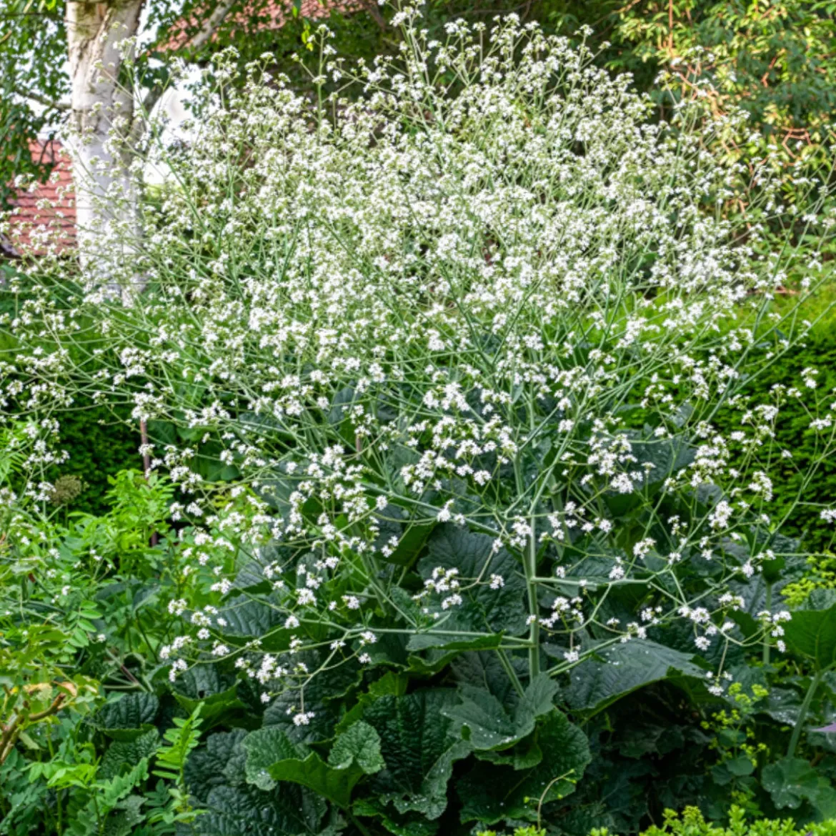 Chou nuage blanc - Crambe - Un nuage fleuri au jardin