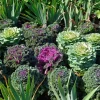 3 Choux décoratifs en mélange - La couleur quand tout fane