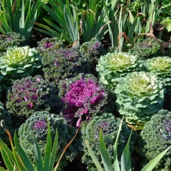 3 Choux décoratifs en mélange - La couleur quand tout fane