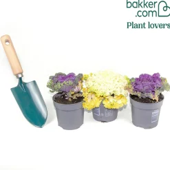 3 Choux décoratifs en mélange - La couleur quand tout fane