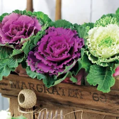 3 Choux décoratifs en mélange - La couleur quand tout fane