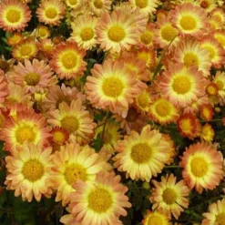 Chrysanthème Dernier Soleil - Le jardin fleuri en automne