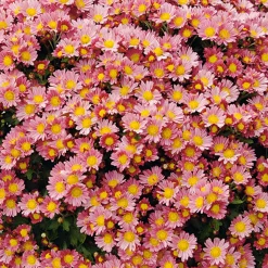 Chrysanthème du Pacifique Bengo Rosa - Roses éclatants sans effort