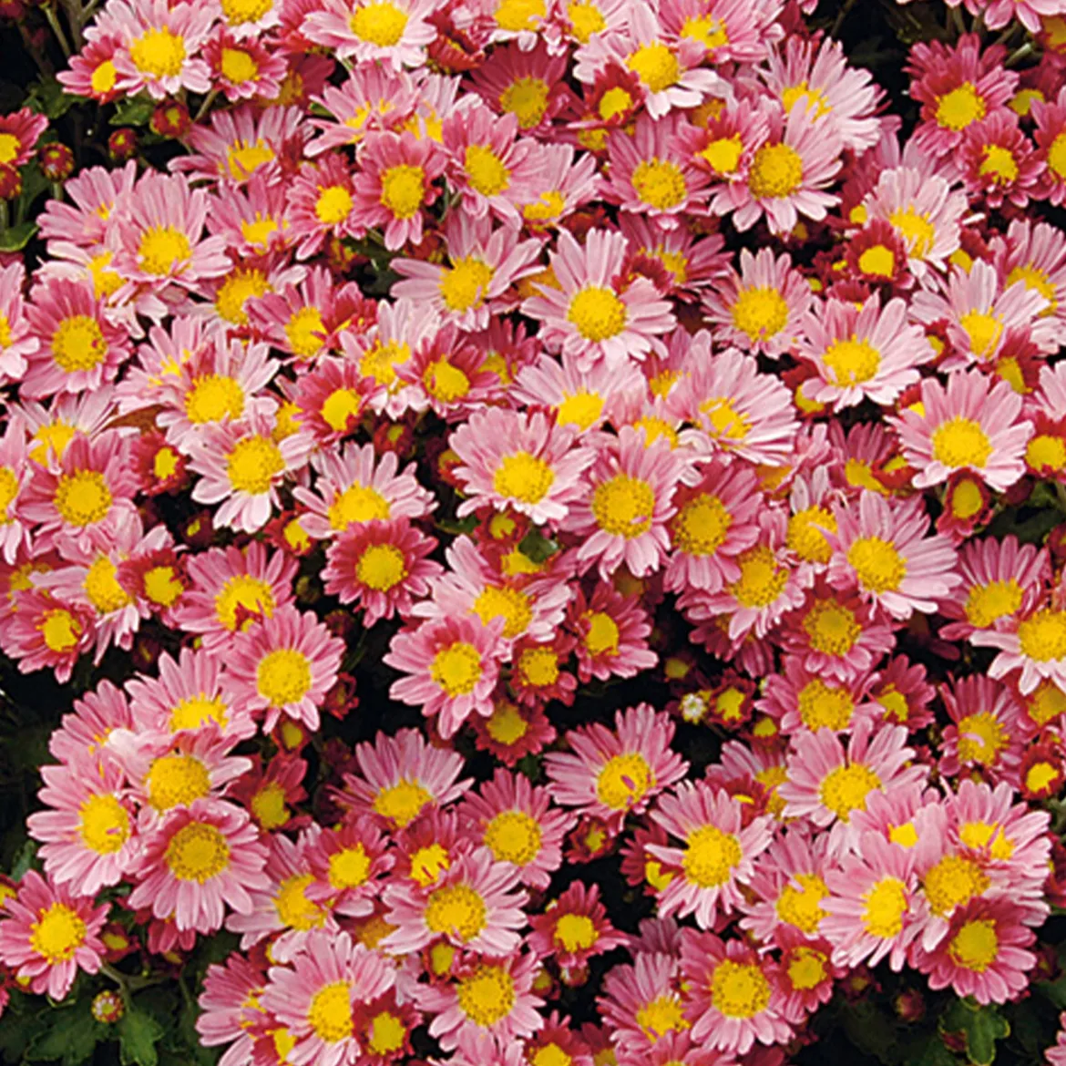 Chrysanthème du Pacifique Bengo Rosa - Roses éclatants sans effort