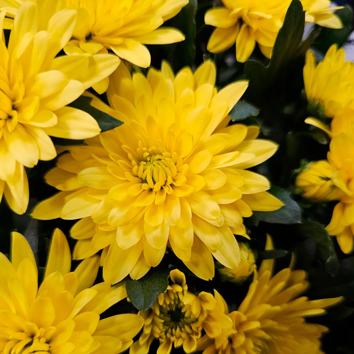 Chrysanthème Jaune - L'automne devient lumineux
