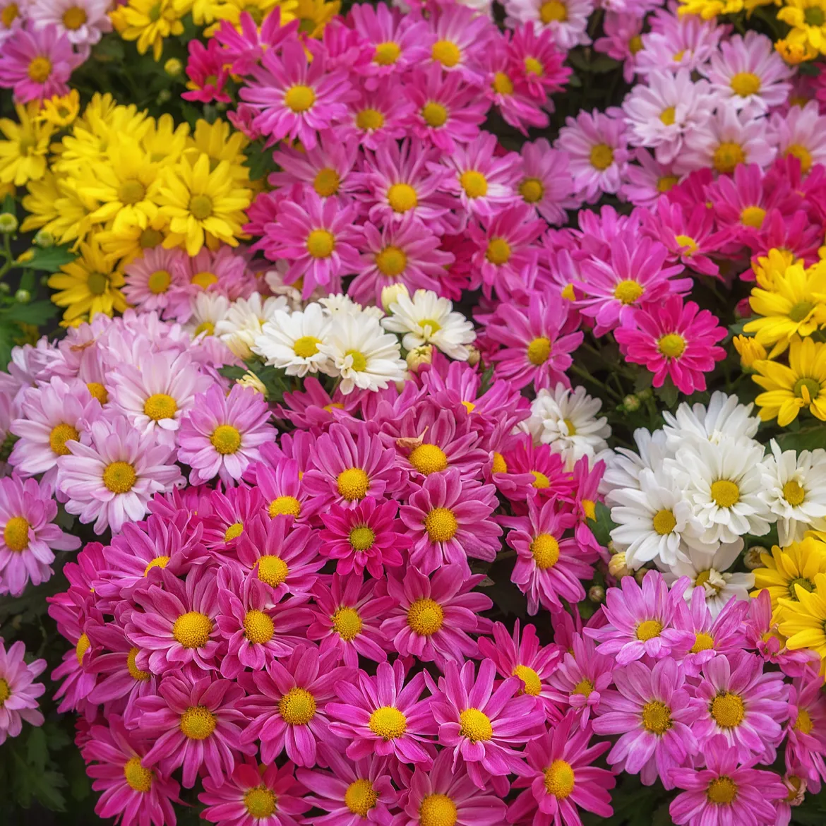 Chrysanthème multifleur carnaval - Un feu d'artifice à l'automne