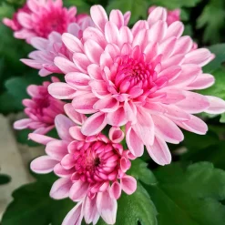 Chrysanthème rose - La couleur quand tout fane