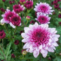 Chrysanthème rose - La couleur quand tout fane