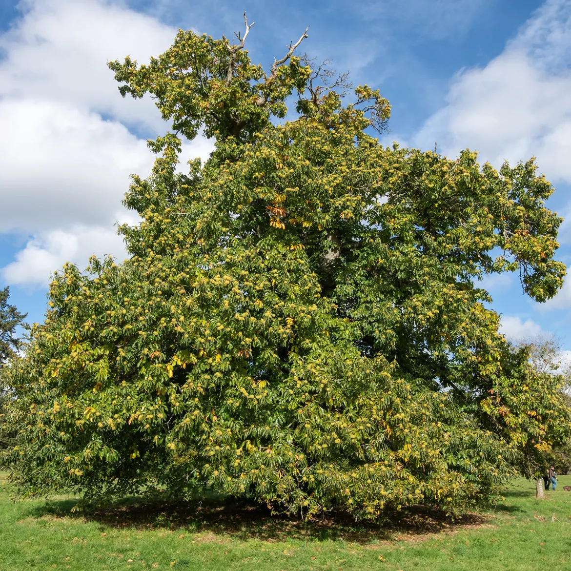 Châtaignier Marsol - Des châtaignes maison en automne