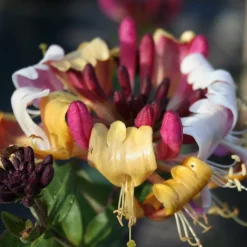 Chèvrefeuille arbustif Chic et Choc ® - Parfum et fleurs sans effort