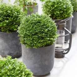 Chèvrefeuille arbustif Green Breeze - Une haie verte toute l'année