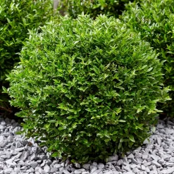 Chèvrefeuille arbustif Green Breeze - Une haie verte toute l'année