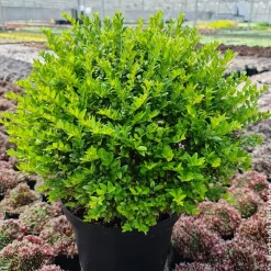 Chèvrefeuille arbustif Green Breeze - Une haie verte toute l'année