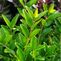 Chèvrefeuille arbustif Green Breeze - Une haie verte toute l'année