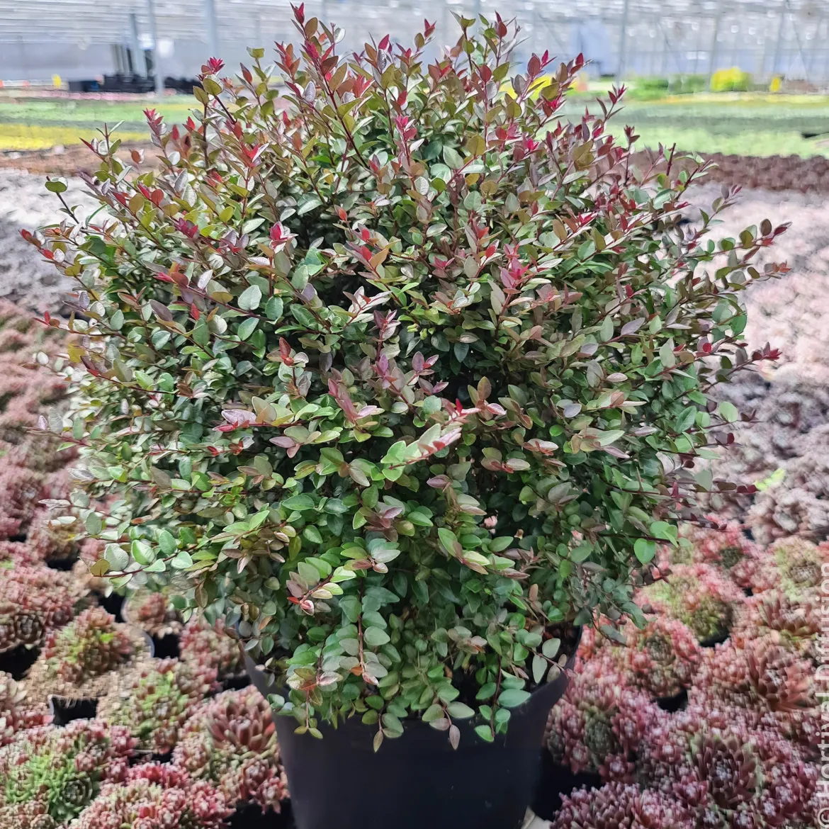 Chèvrefeuille arbustif Purple Storm - Une haie prête en un clin d'œil