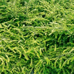 Chèvrefeuille arbustifs MossGreen - Un tapis vert toute l'année