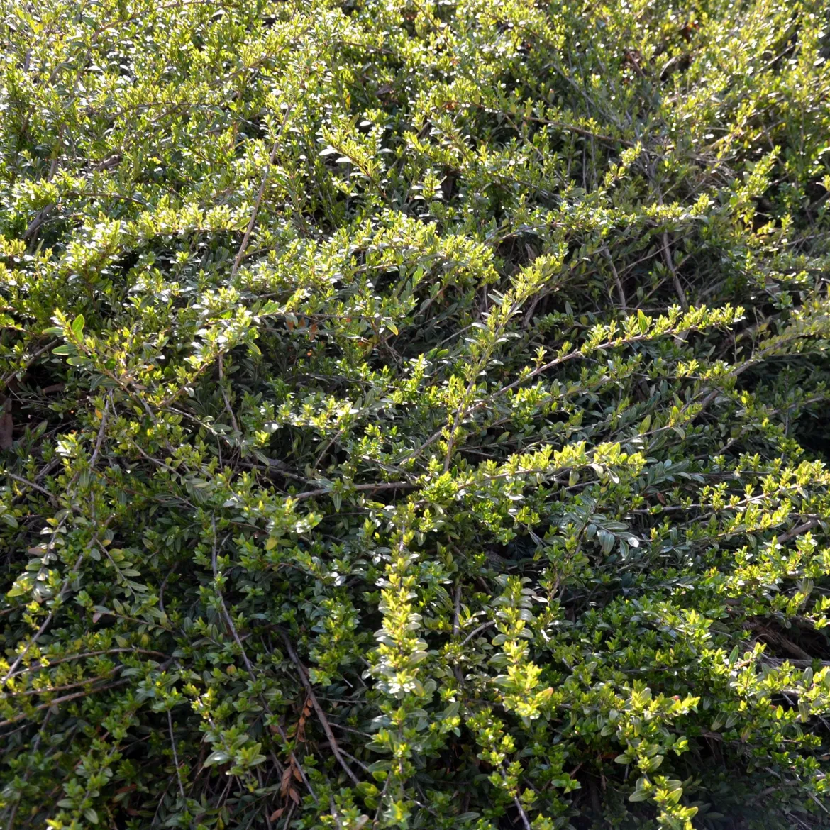 Chèvrefeuille arbustifs MossGreen - Un tapis vert toute l'année