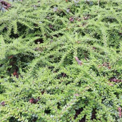 Chèvrefeuille à cupule - Un tapis vert toute l'année