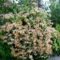 Chèvrefeuille des bois Serotina - Un mur qui embaume l'été