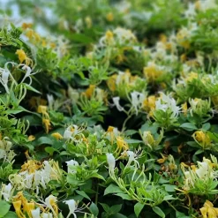 Chèvrefeuille du Japon Halliana - Un parfum qui envahit le soir