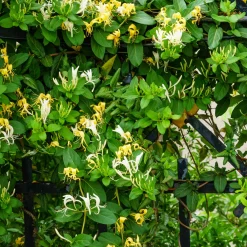 Chèvrefeuille du Japon Hall's Prolific - Un mur fleuri et parfumé