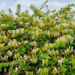 Chèvrefeuille du Japon Hall's Prolific - Un mur fleuri et parfumé