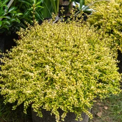Chèvrefeuille à feuille de buis Baggesen's Gold - Une haie dorée toute l'année