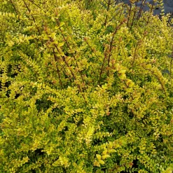 Chèvrefeuille à feuille de buis Baggesen's Gold - Une haie dorée toute l'année