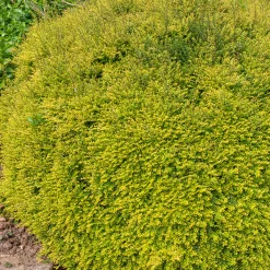 Chèvrefeuille à feuille de buis Baggesen's Gold - Une haie dorée toute l'année
