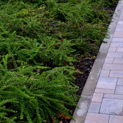 Chèvrefeuille à feuilles de buis - La haie basse toujours verte