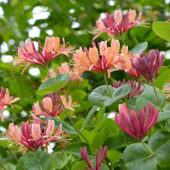 Chèvrefeuille grimpant American Beauty - Une pergola fleurie et parfumée