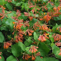 Chèvrefeuille grimpant 'Dropmore Scarlet' - Un mur de fleurs rouges