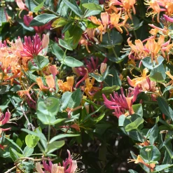 Chèvrefeuille grimpant Goldflame - Un mur parfumé tout l'été