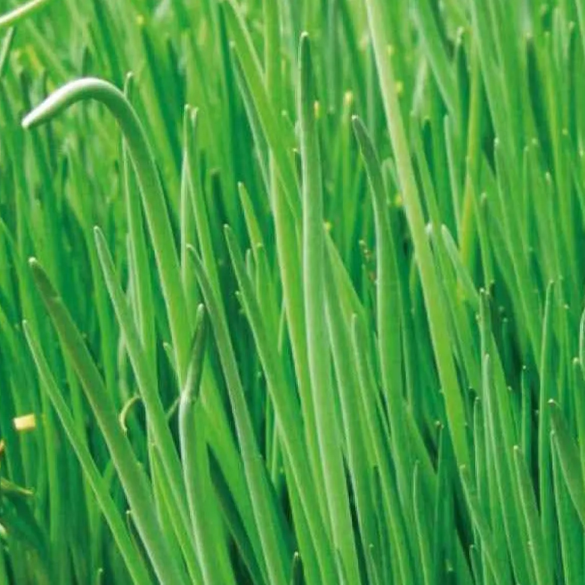 Ciboulette grosse feuilles Staro Bio - Coupez, ça repousse