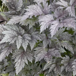 Cierge d'argent Pink Spike - L'automne en fleurs et parfumé