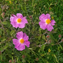 Ciste de Crète - Fleurs froissées tout l'été