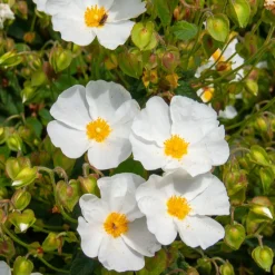 Ciste des Corbières - Fleurit sans arrosage