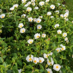 Ciste des Corbières - Fleurit sans arrosage