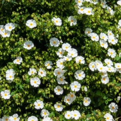 Ciste des Corbières - Fleurit sans arrosage