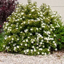 Ciste des Corbières - Fleurit sans arrosage