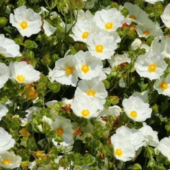 Ciste à feuille de sauge - Fleurs et zéro arrosage